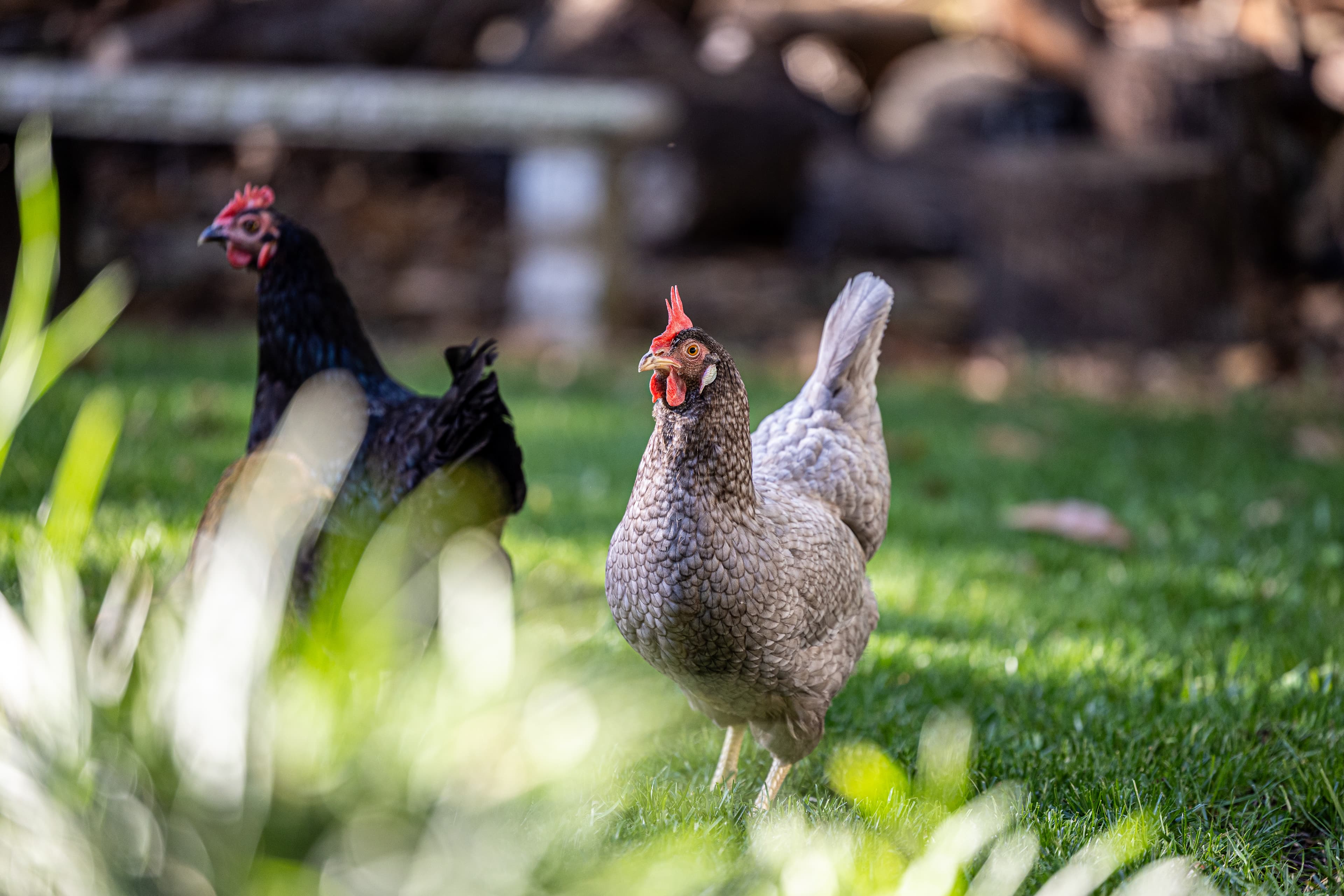 Chickens at The Manor on Banner
