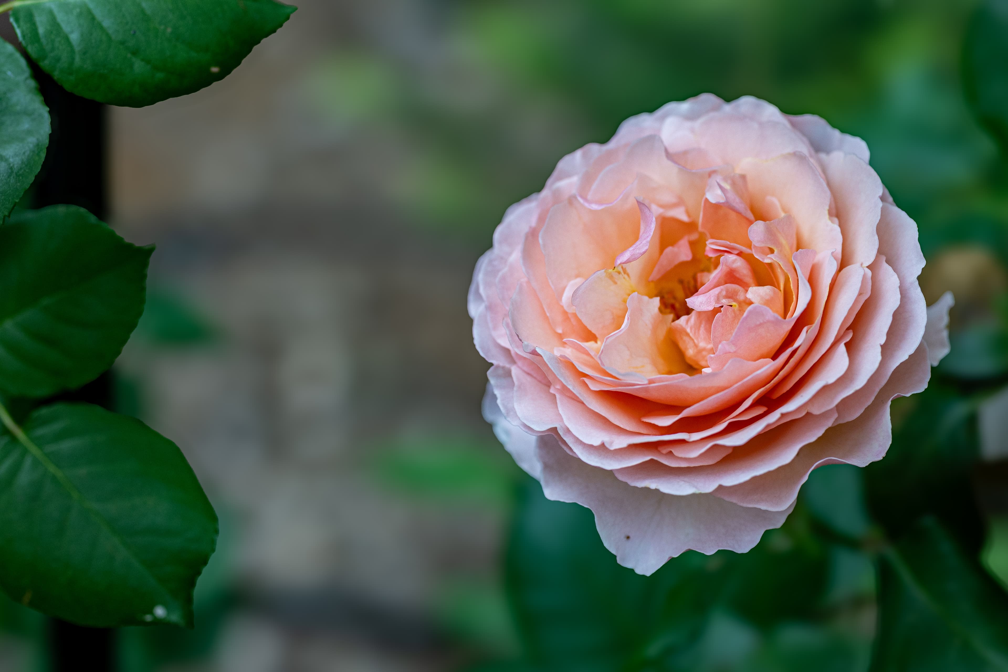 Pink cupped blooms of Princess de Charlemagne Bourbon rose
