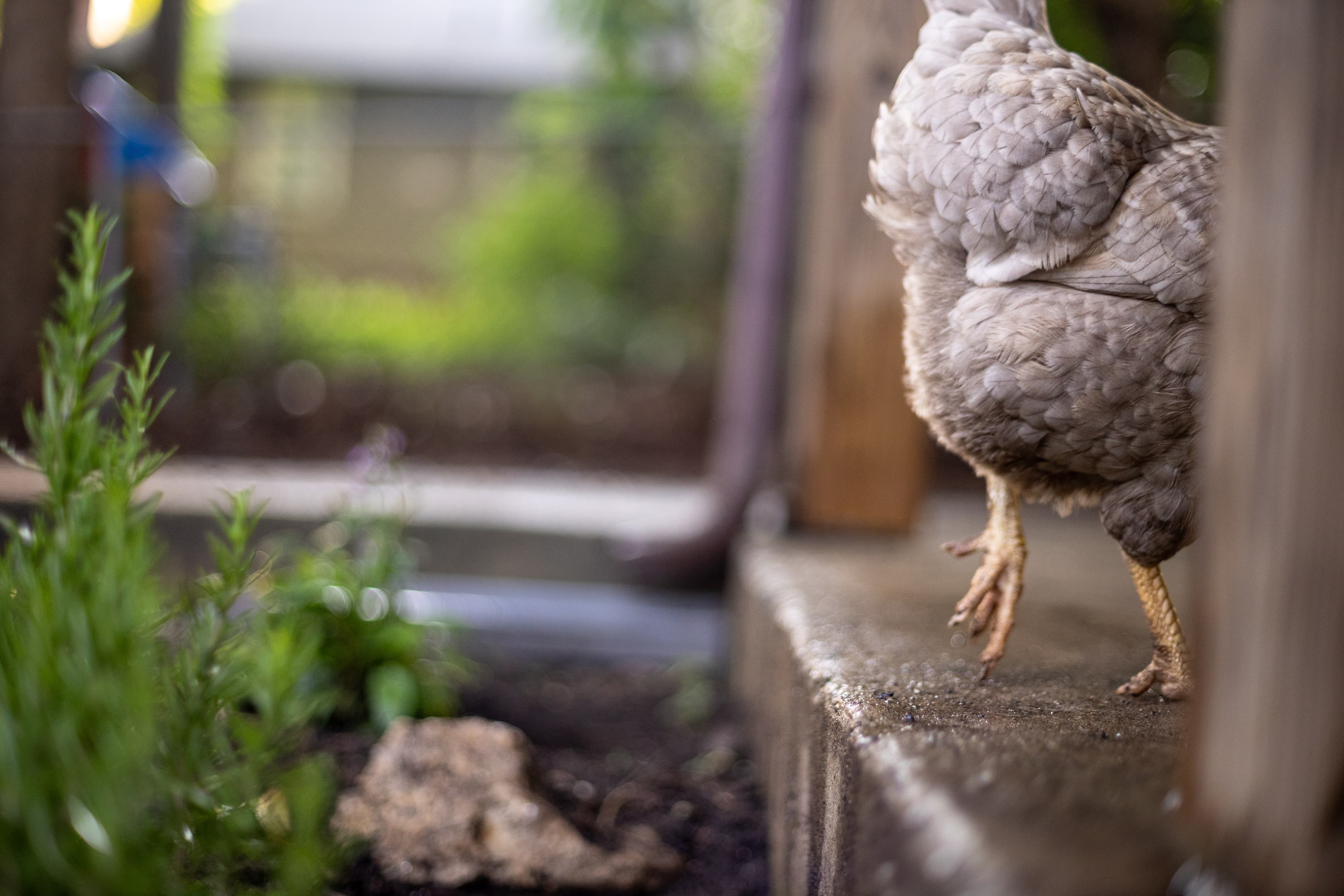 Chicken Roaming in Winston Salem