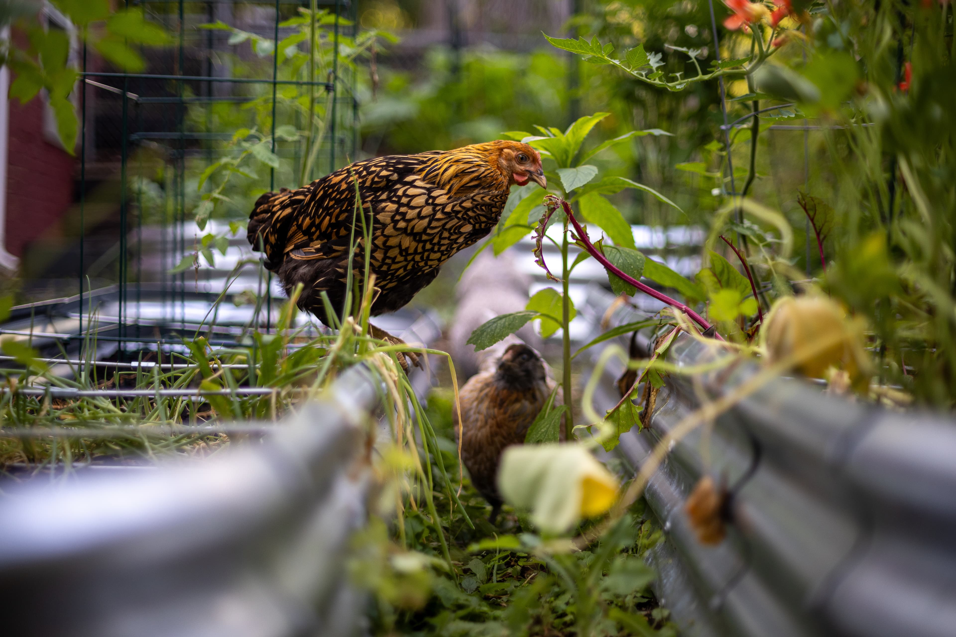 Chickens in Garden