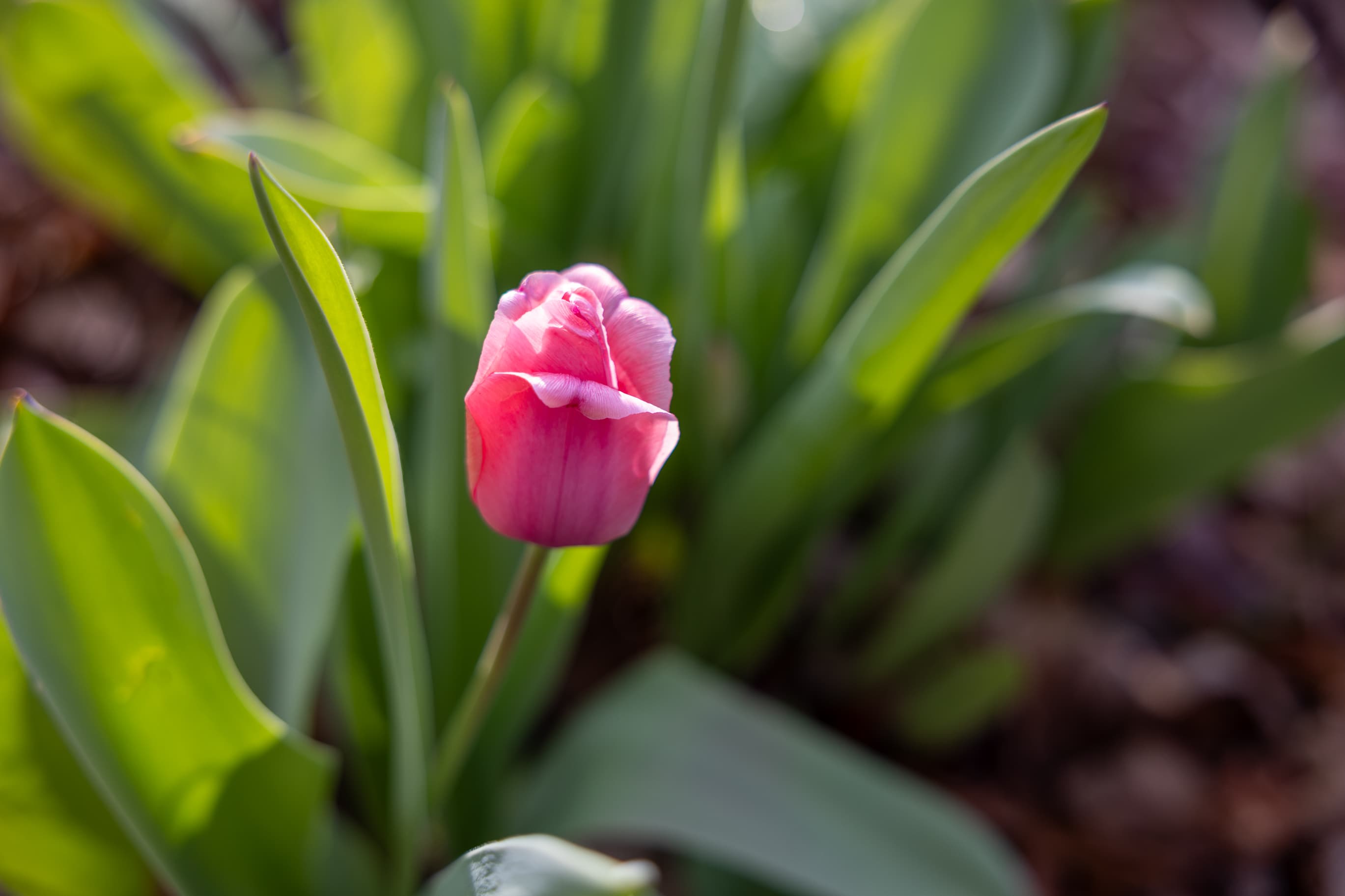 Tulip in garden
