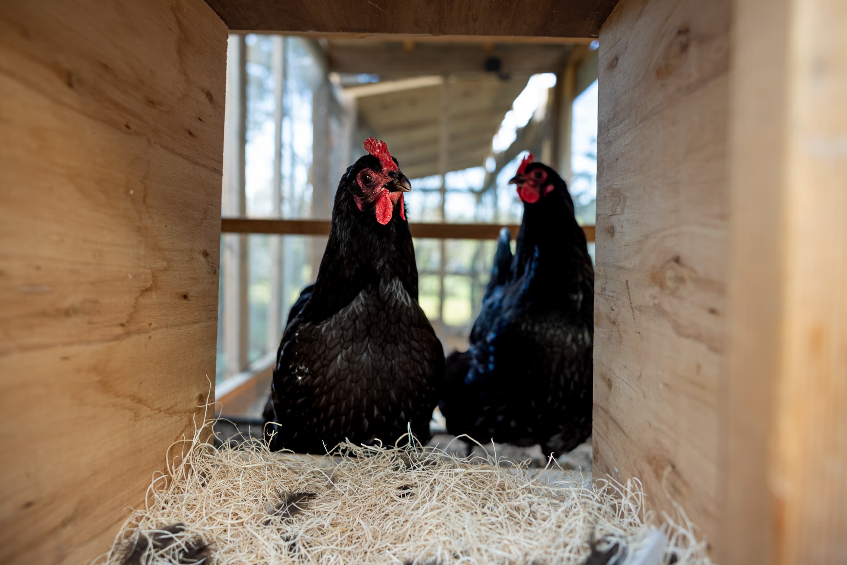 Chickens in coop
